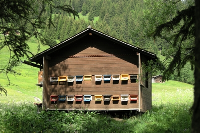  Unusual bee hive