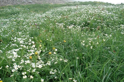 Area of wild flowers