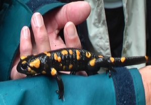 Salamander