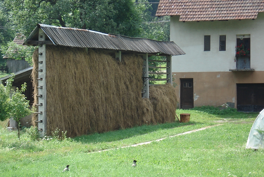 Hay Drying Racks.These are a regular feature in the countryside.